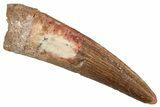 Fossil Spinosaurus Tooth - Real Dinosaur Tooth #356801-1